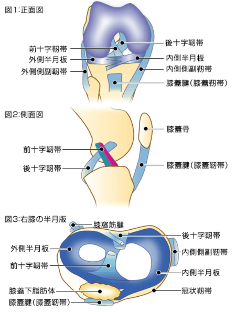 膝関節の疾患と手術 船橋整形外科病院 Funabashi Orthopedic Hospital