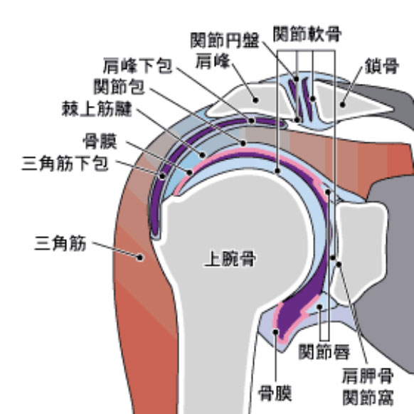 肩関節の疾患と手術：船橋整形外科病院：Funabashi Orthopedic Hospital