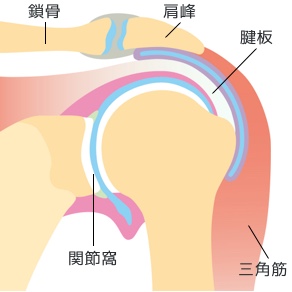 肩関節の疾患と手術 船橋整形外科病院 Funabashi Orthopedic Hospital